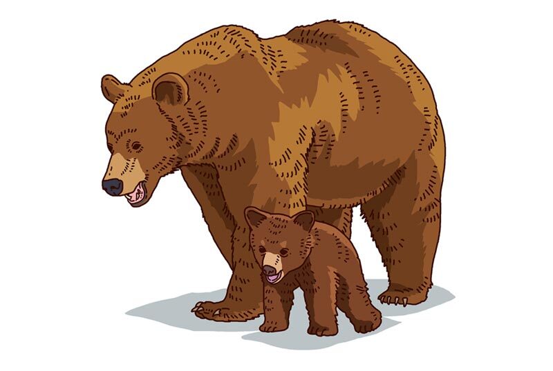 ルーマニアでのクマ事故、クマの近くで自撮りをする人物のイラスト