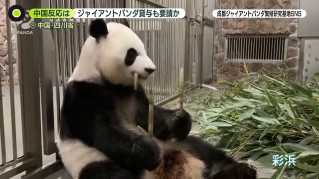 中国で笹を食べるジャイアントパンダの様子