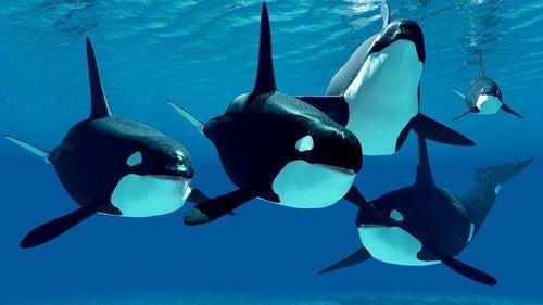海中で獲物のようなものを口にするシャチ