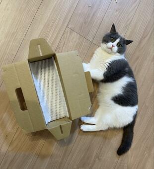 猫が「どう見てもキツそうな箱」を発見　直後…まさかの様子に「それが猫の生き方」「溢れ気味なのもイイ」(LIMO)
