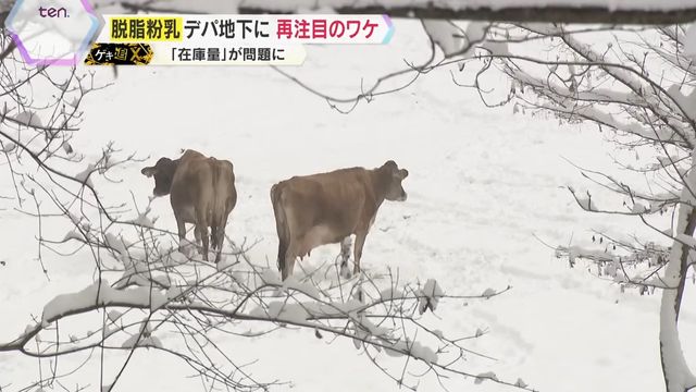 栃木県那須町の『森林ノ牧場』で飼育されるジャージー牛の群れ