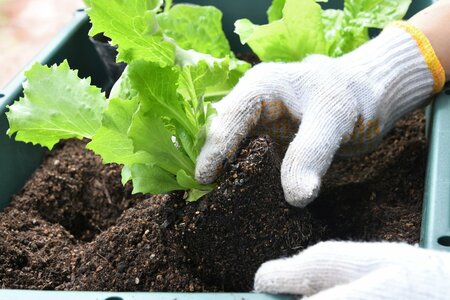 業務用ゴミ箱で“カレーの具材”を同時栽培したら…驚きの結果に「あぁ…人参が…」「ジャガイモの幅の利かせ方w」(LIMO)