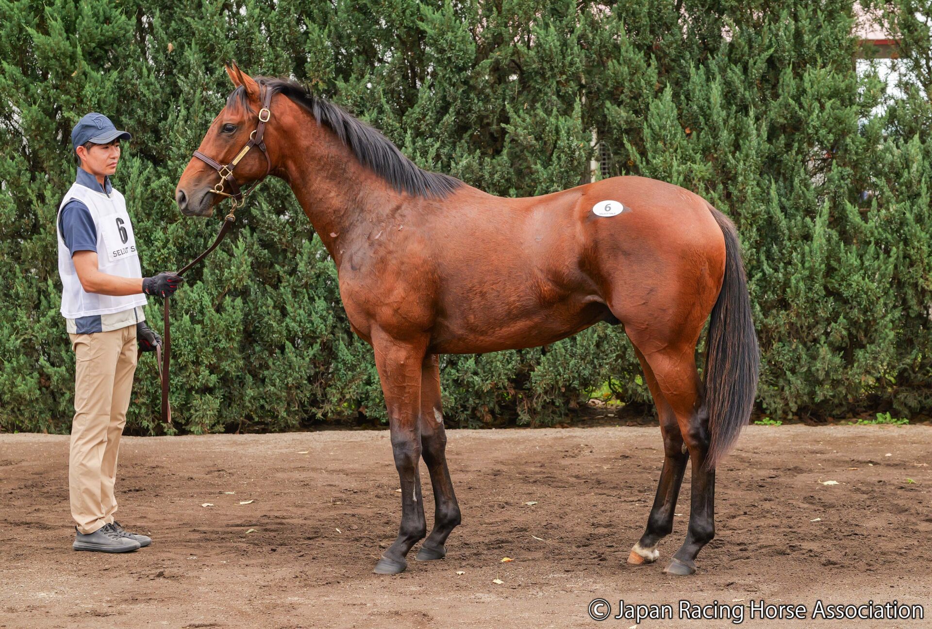 ロードカナロア 競馬 ブルゾン 優勝記念ジャンバー 関係者限定品 21世紀の名馬VOL.7「ロードカナロア」 (Gallop21世紀の名馬