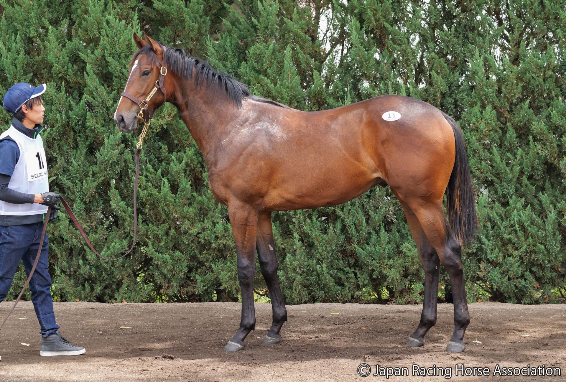競馬 ベスト ロードカナロア 関係者限定品 ロードカナロア産駒 JRA通算1200勝達成 | 競馬ニュースなら競馬