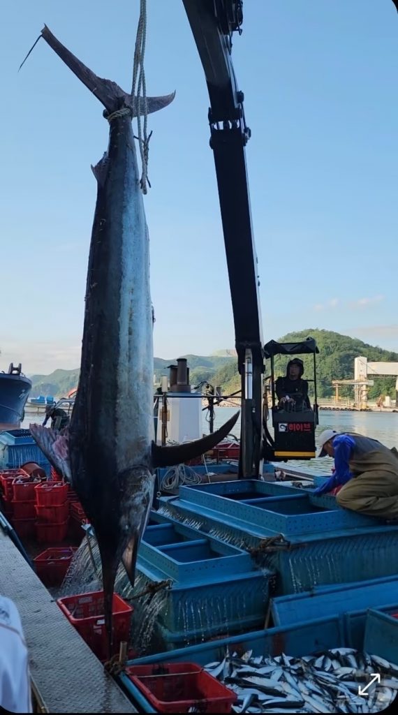 韓国江原道三陟港で水揚げされた3メートル、200kgのメカジキ。記録的なクロマグロ豊漁の影響で異例の安値に。