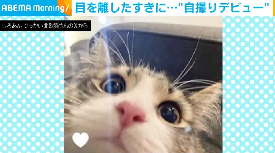 目を離したすきに猫が“自撮り”連発！カメラを覗き込む