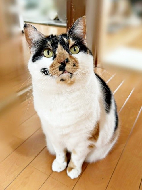 三毛猫の玉 330px-三毛猫-dsc00836.jpg