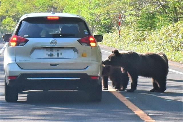 知床でレンタカーの窓に鼻をつける母グマと2頭の子グマ。人とヒグマの接近を示す象徴的な光景。