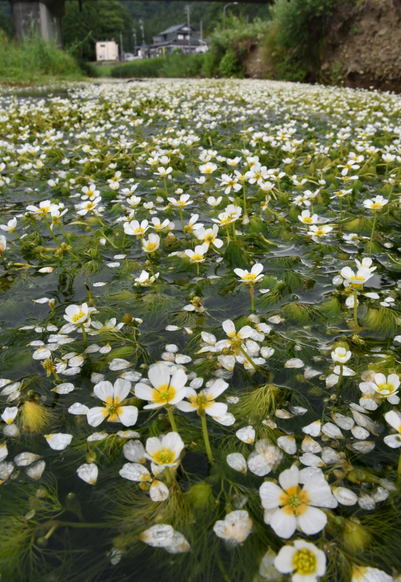 川に咲くかれんな白い花…バイカモ涼しげ 福井県池田町の魚見川で