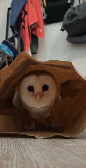 紙袋の中で楽しそうなフクロウさん　たまにふらつきながら遊ぶ姿がかわいい(LIMO)