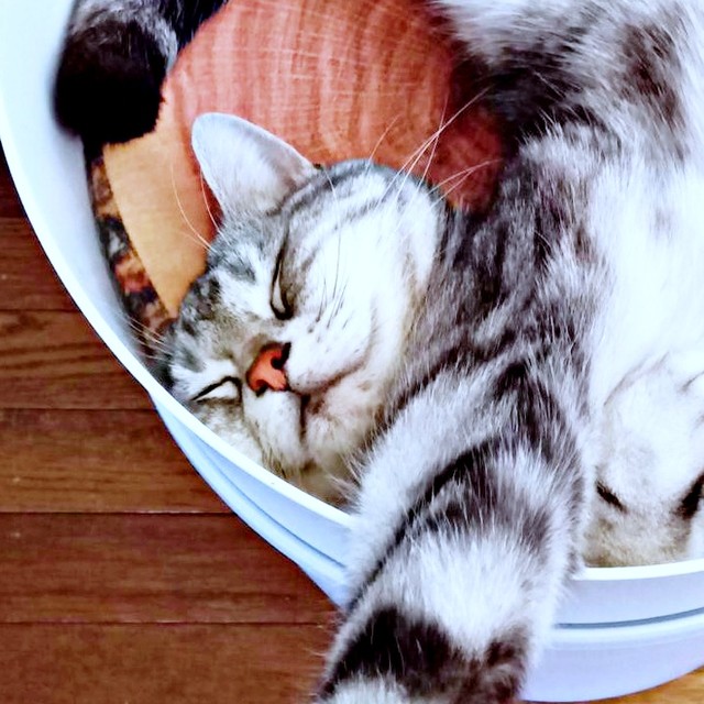 猫さん、狭い器にぎゅうぎゅう爆睡 首もぐにゃり…「にゃん体動物