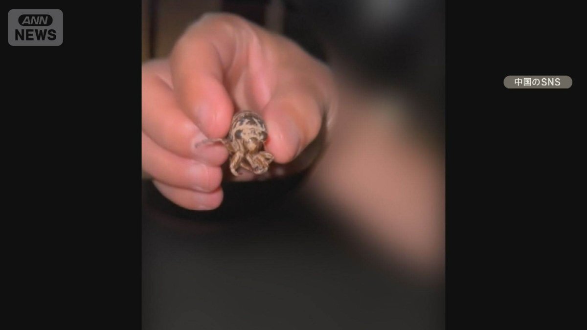 東京都公園で広がる「セミの幼虫捕獲禁止」：異文化間の摩擦と夏の風物詩