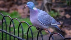 英ノーサンプトン中心部でSNSの話題となった、人工的に染色されたとみられる蛍光グリーンのハト