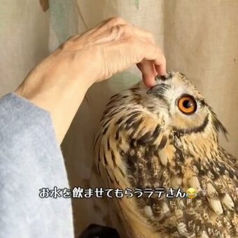 【G　ふくろうおばあちゃんの日向ぼっこ】 自分で飲めるんやけど」おばあちゃんに水を飲ませてもらう