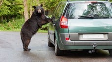 車内に閉じ込められ、窓から外を伺うコロラドのクマ