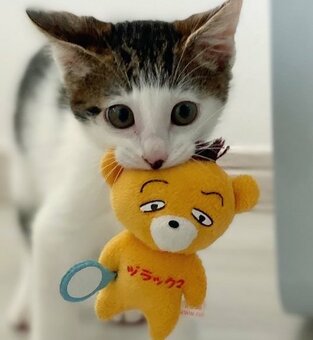 テディベア猫ちゃん yura-shia | ❤️❤️お家を探していた猫ちゃん達をお迎えしま