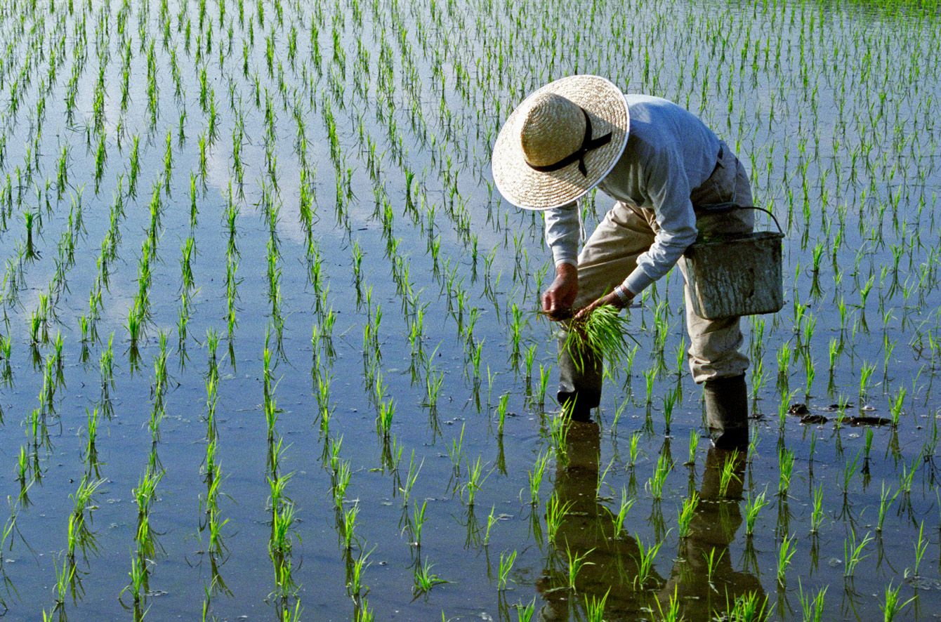 日本のコメ不足と価格高騰を示す食卓の主食、白いご飯のイメージ