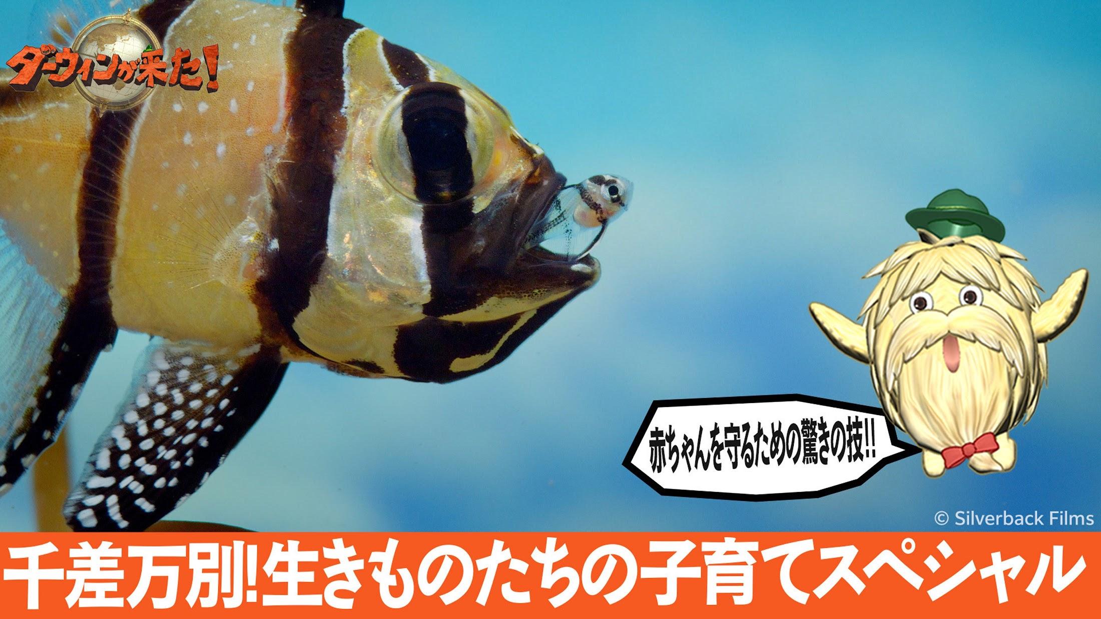 ダーウィンが来た! ダーウィンが来た!｜報道／ドキュメンタリー｜見逃し無料配信は