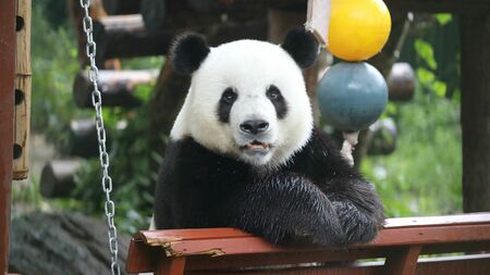 北京動物園で寛ぐ11歳の雄パンダ「萌大（モンダ）」、日中のパンダに対する意識の違いを象徴する存在