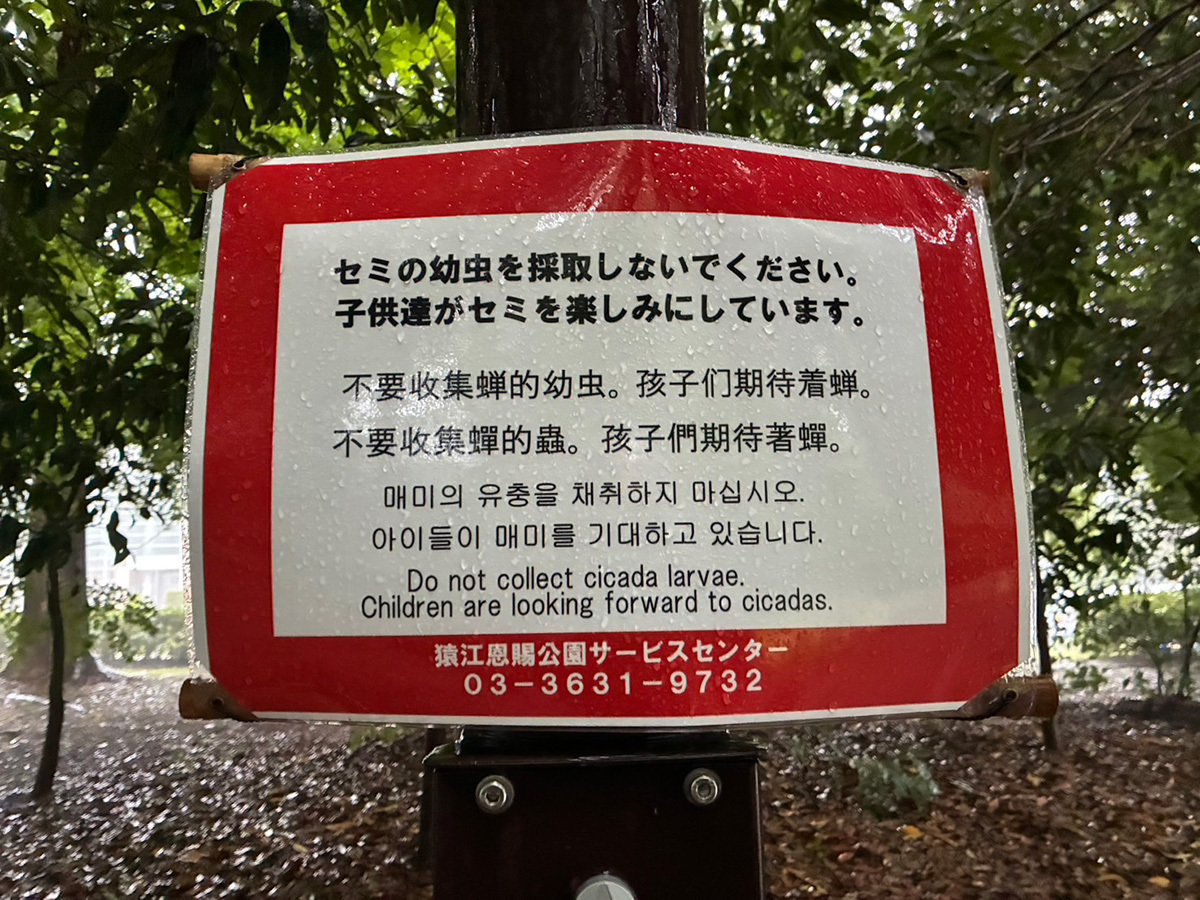 東京都江東区の猿江恩賜公園に掲示されたセミ幼虫採取禁止の多言語ポスター。食用目的の記載はないが、乱獲への懸念を示す。