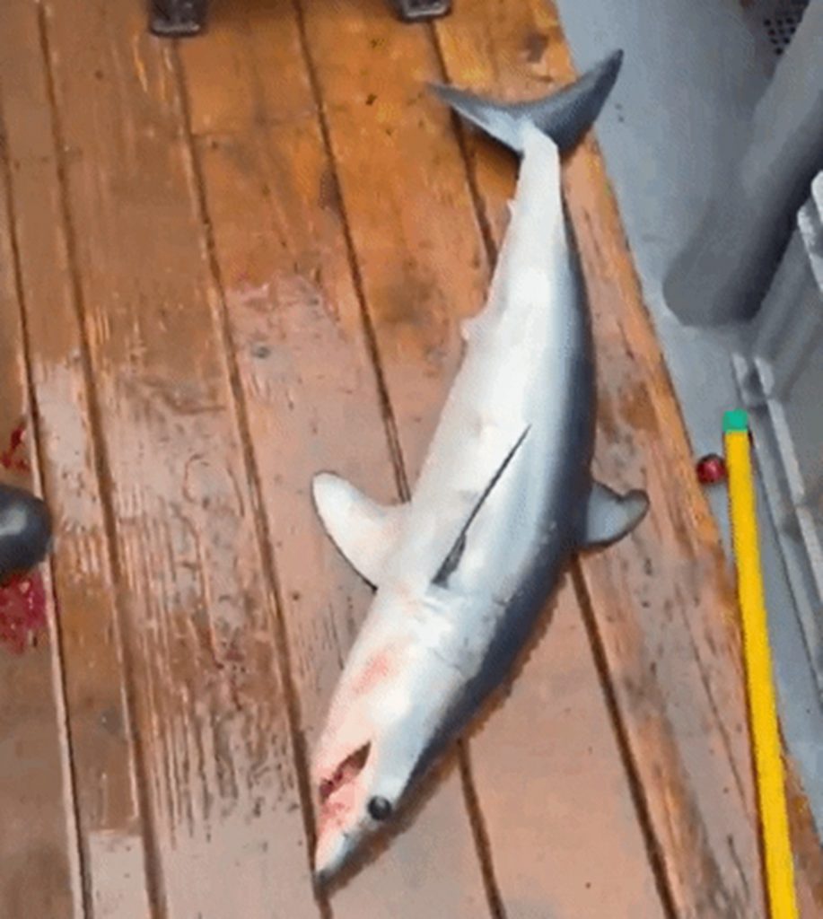 アオザメが釣られた瞬間：日本海で捕獲された体長70cmのアオザメ