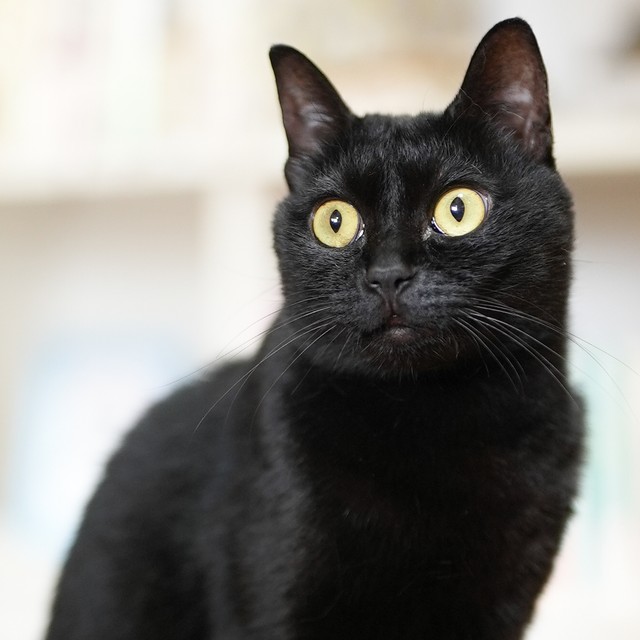 カラスに襲われた黒猫の赤ちゃん 3時間ごとのミルクで救命