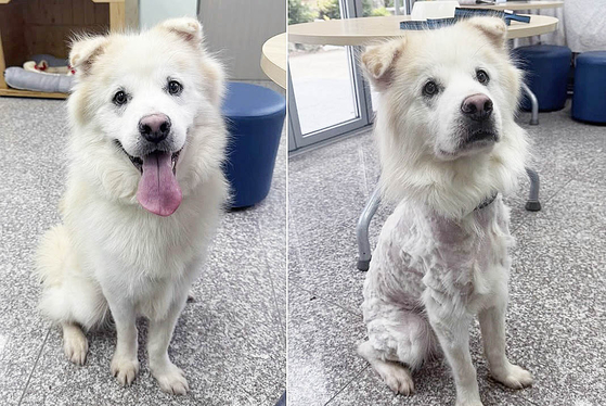引き取り前に豊かな毛並みを持っていた保護犬クノ。江陵市動物愛センターのインスタグラムより。
