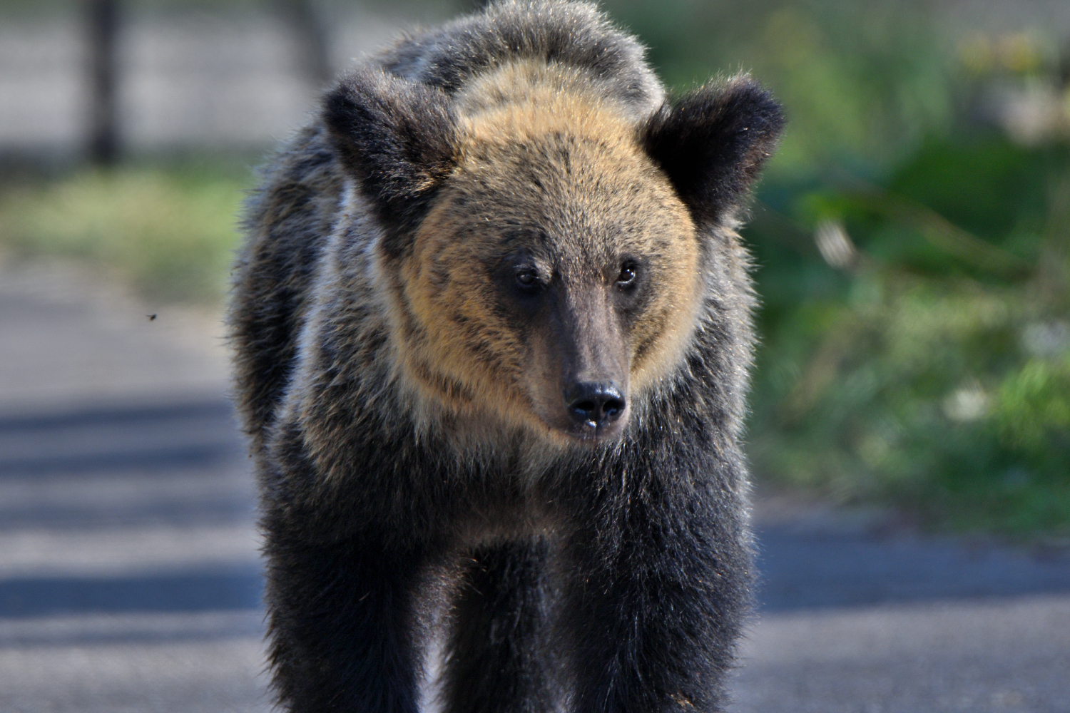 日本の森林における人間とクマの共生、被害増加への対応を考える風景