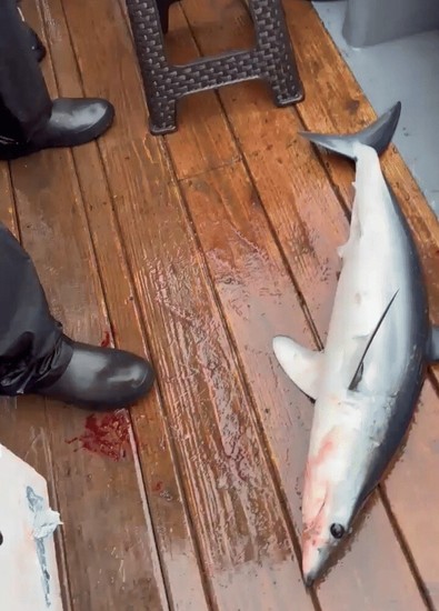 韓国高城（コソン）沖で捕獲された体長70センチのアオザメの実際の写真。束草海洋警察署提供。