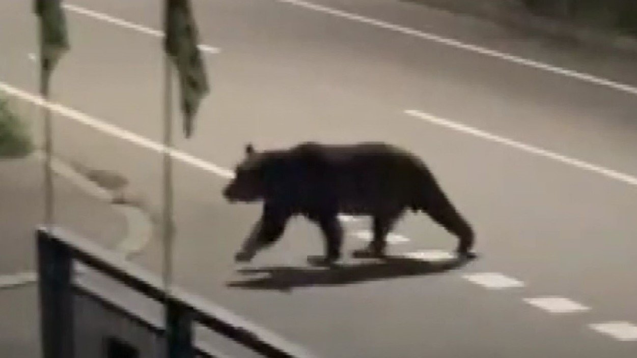 北海道福島町で頻繁に目撃されるヒグマの足跡と警戒を示す看板