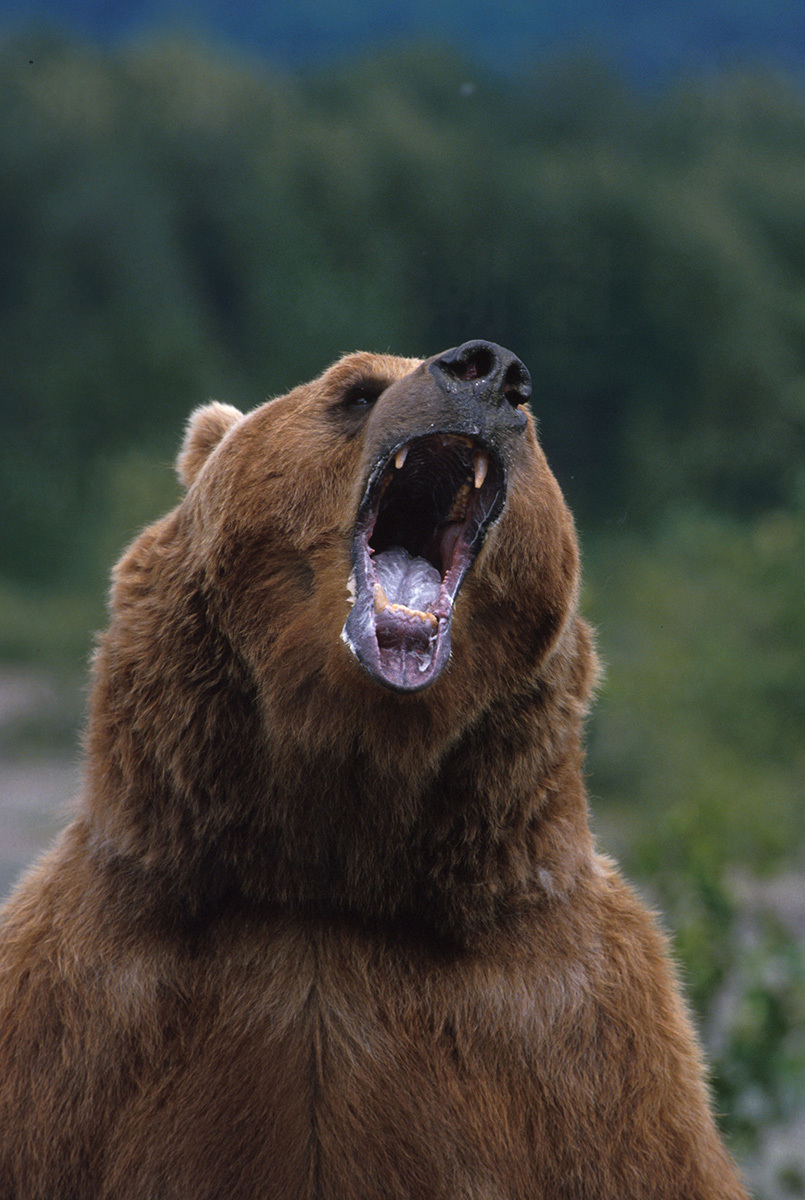 日本各地で住宅地に出没し、人を襲うクマの危険性を示す画像