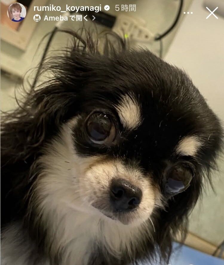 小柳ルミ子のインスタグラム投稿、愛犬ルルへの思いを伝える表情