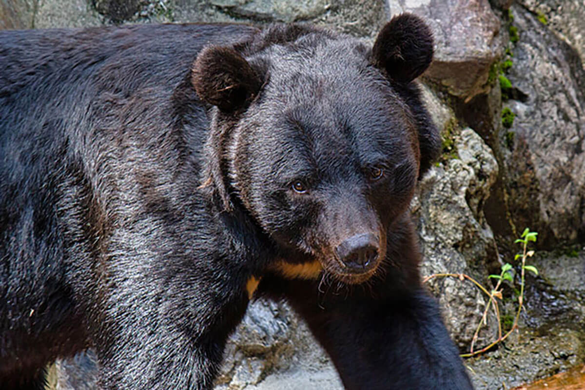 日本で深刻化するクマ被害：季節外れの出没と「人慣れ」行動の背景に迫る