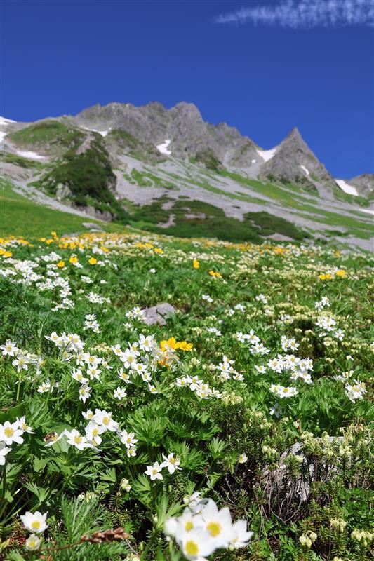 北アルプスで夏のお花畑が見頃 白や黄色の花々に見入る登山客