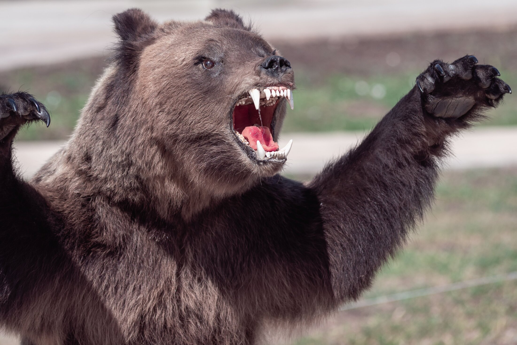 住宅地近くに現れ、立ち上がるツキノワグマ。人への警戒心を失ったクマの危険性を示す一枚。