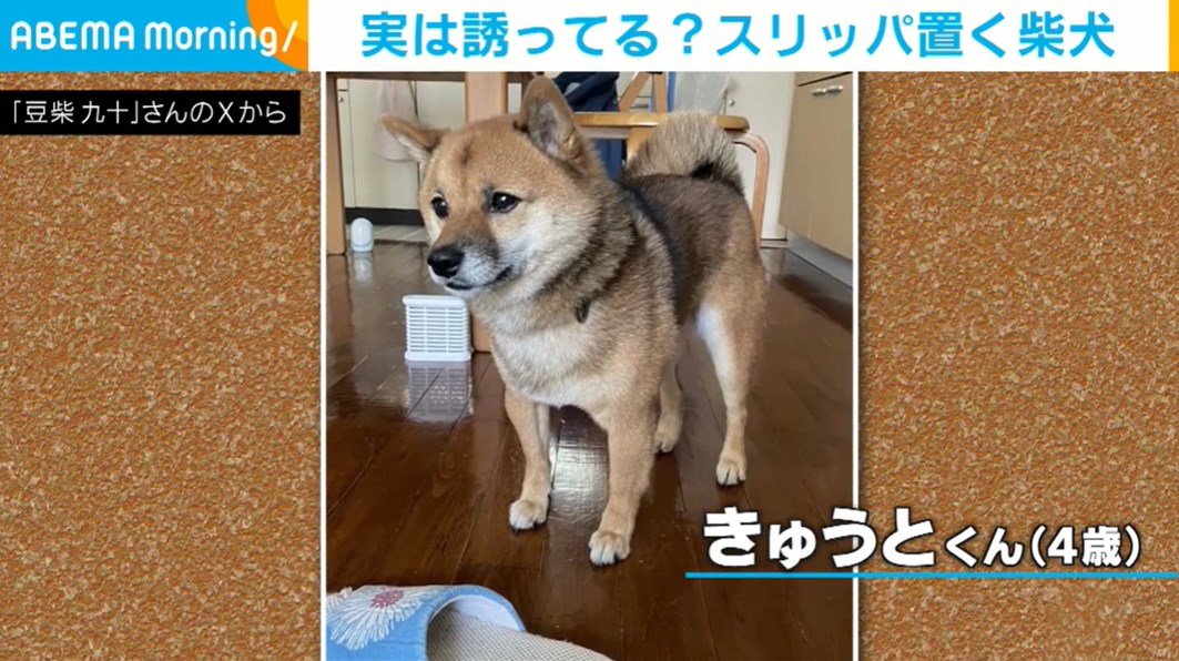 芝犬です。 まるを探せ〜！ すぐわかった人いるかな✋😂 #犬#柴犬#しばいぬ