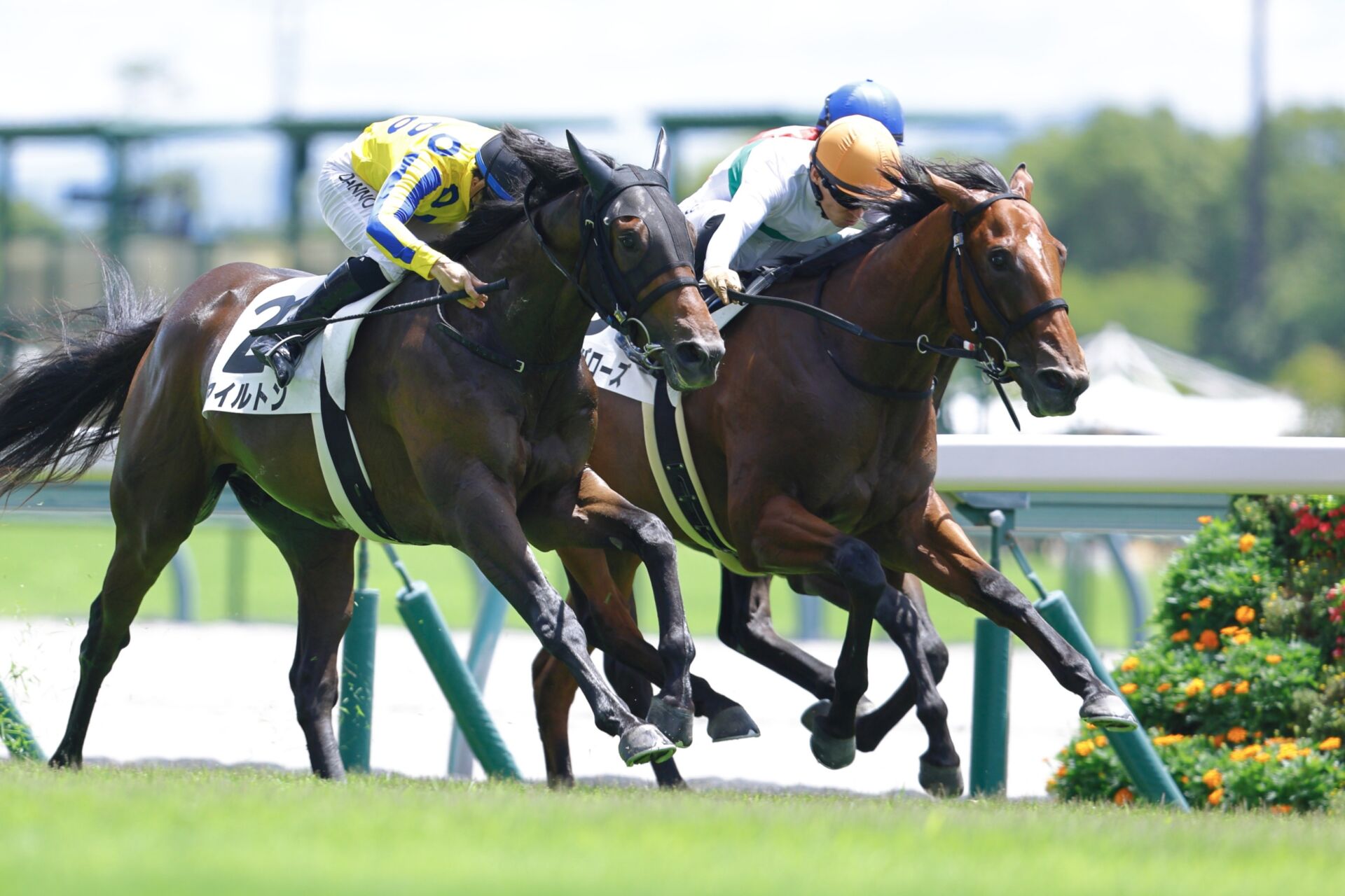新馬/中京4R】ロードカナロア産駒 マイケルバローズがデビューV