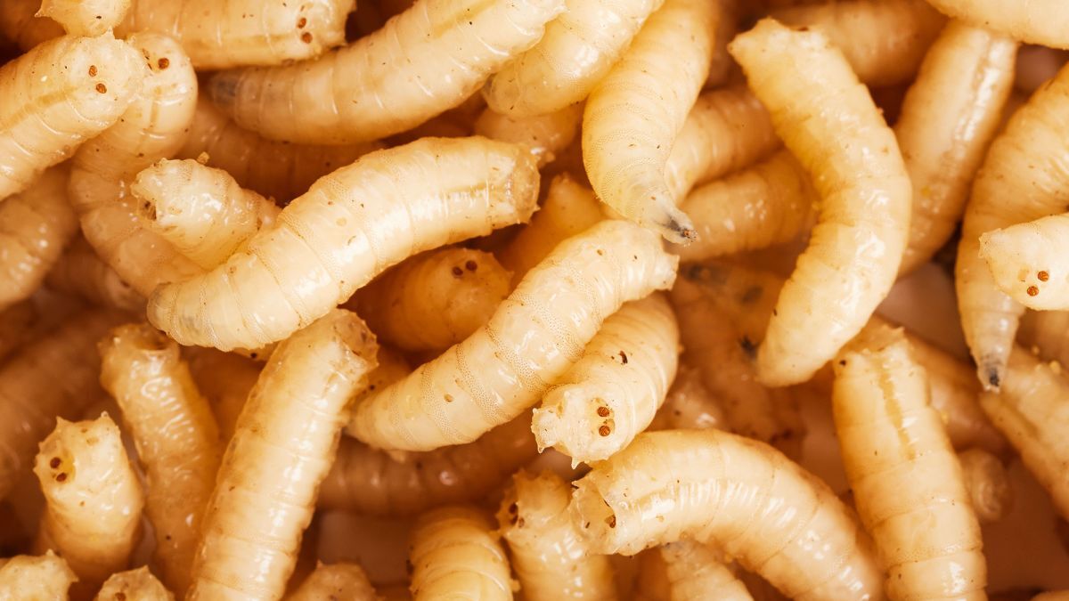 ネアンデルタール人の骨の化石。彼らの食生活の謎をウジ虫食が解明する可能性