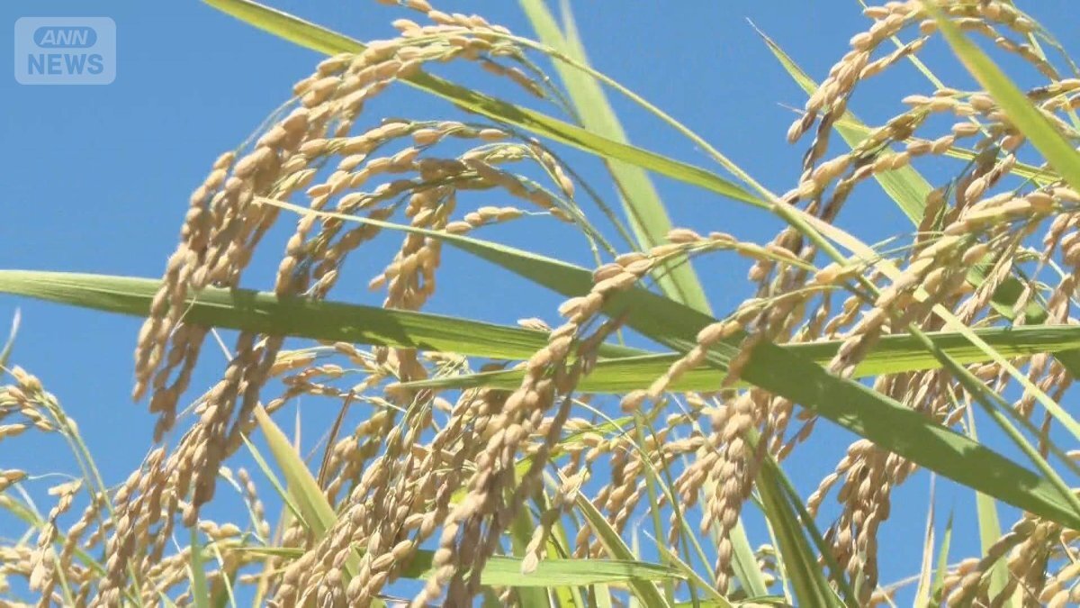 千葉県で7月に収穫が始まった黄金色の「超早場米」の田んぼ