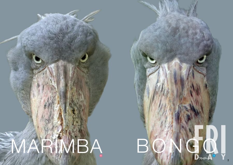 神戸どうぶつ王国で人気のハシビロコウ、ボンゴとマリンバ。鋭い眼差しが特徴的です。