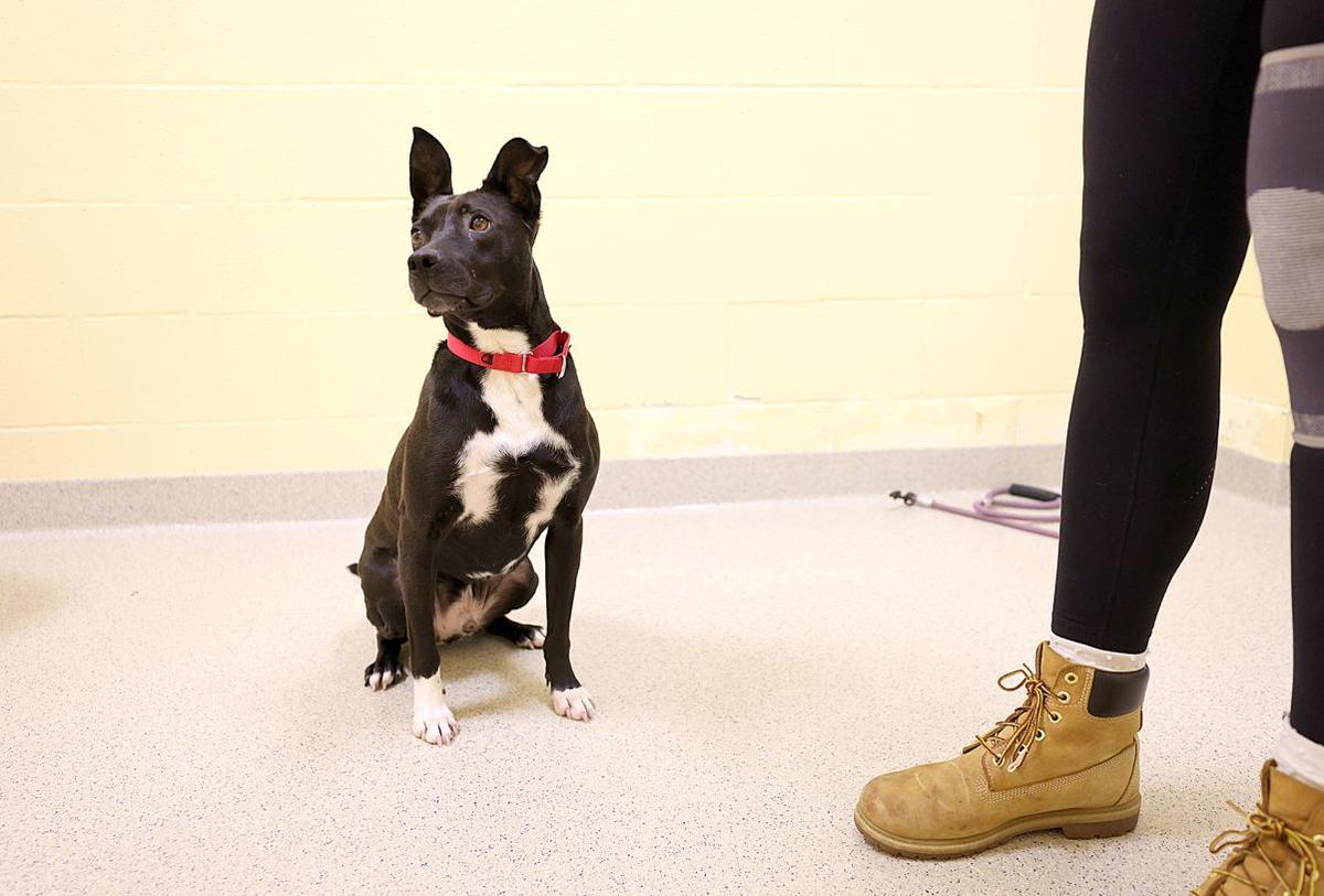 ボストンの保護施設に引き取られた2歳の犬「エース」。経済的困難によるペット放棄の増加を示す象徴的な存在。