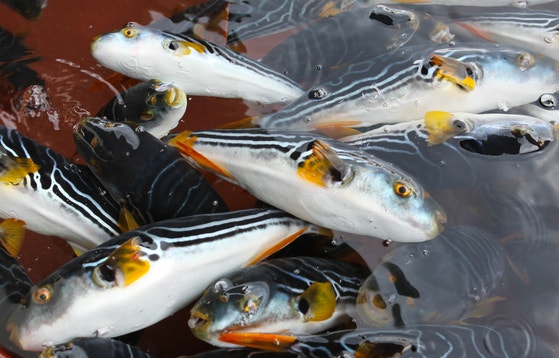 フグさばいて食べた船員４人のうち１人が死亡…３人は病院で治療中＝韓国