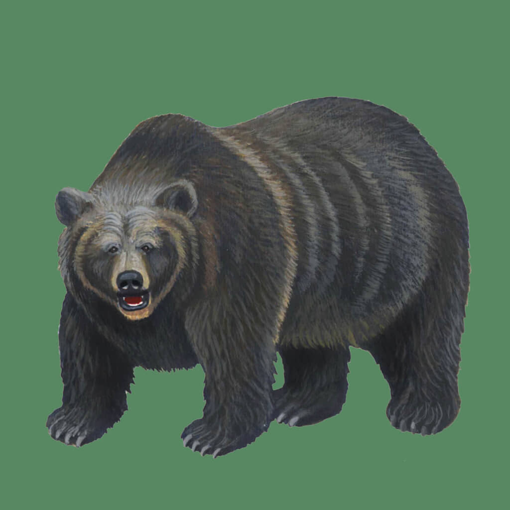 熊の胆嚢　ヒグマ北海道 product_yutan.jpg