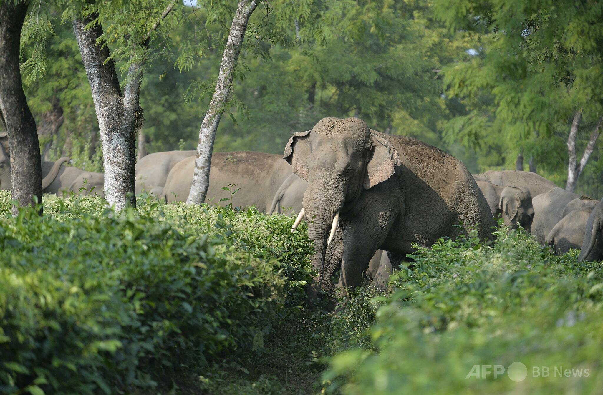 インド南部の森に生息する野生のアジアゾウの群れ。絶滅危惧種であるゾウの健康と保護の重要性を象徴する。