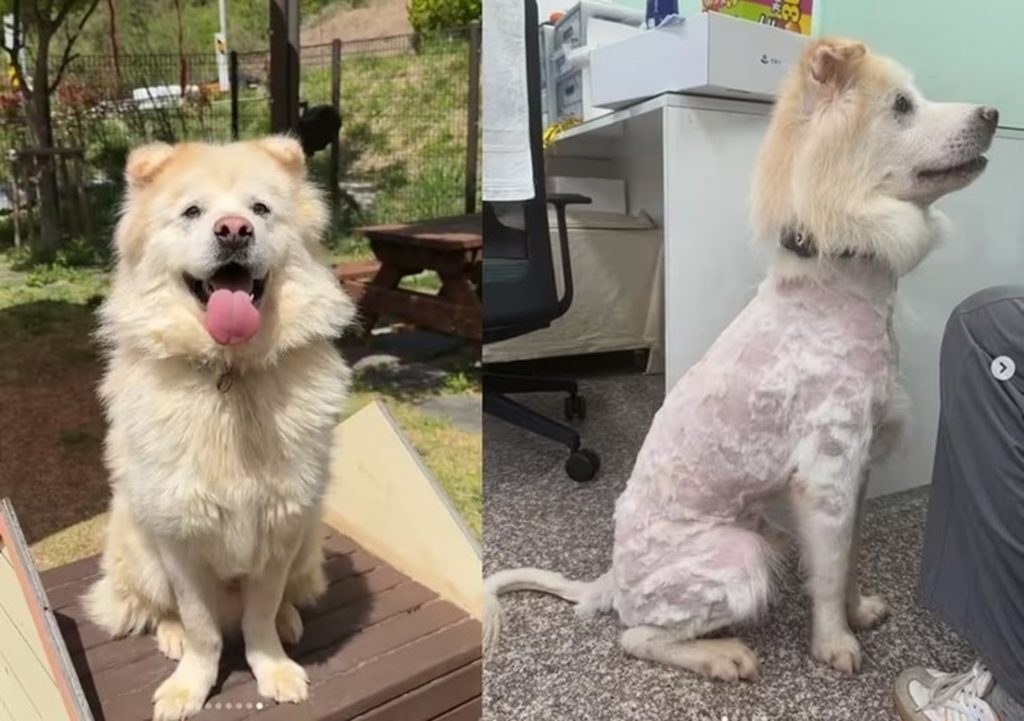 返還後、毛をほとんど剃られて皮膚が露出し痛々しい姿の保護犬クノ