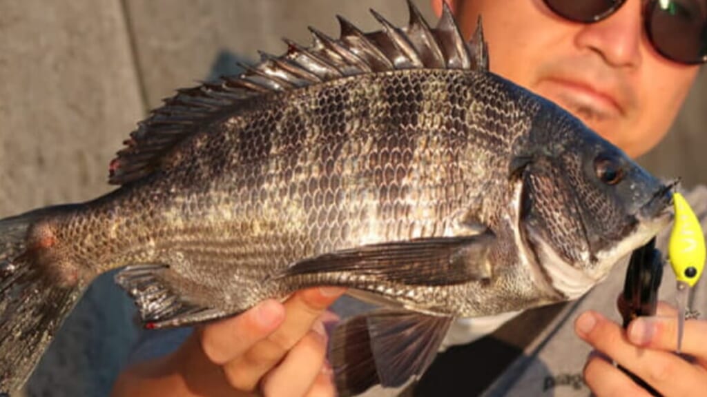 落とし込み　チヌ　黒鯛 1-1 3日間の割引、もう値引き交渉は不要 夏の魚を釣りたい】クロダイ(チヌ)：身近な賢者との知恵比べ、波