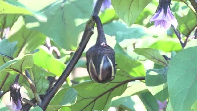 シャキシャキの歯ごたえでおいしい! 薄皮丸なす×あのみのり 浅