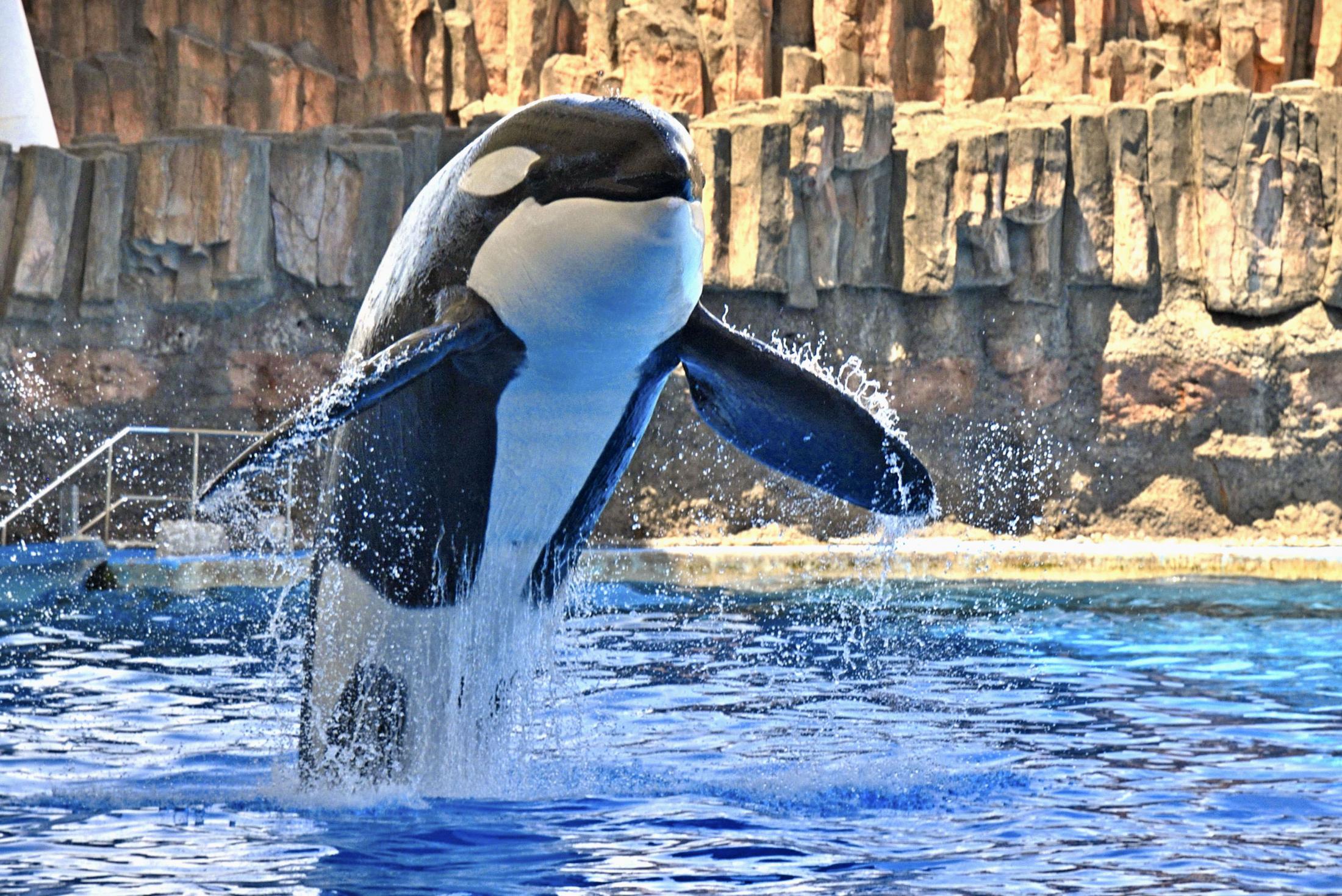 国内最大のシャチ「アース」死ぬ 16歳、名古屋港水族館（共同