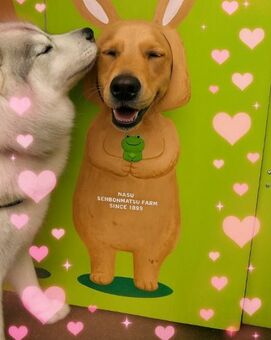 【うっとりした表情に注目】「顔出しパネル」でイチャイチャする2匹のワンちゃんが可愛いすぎる！(LIMO)