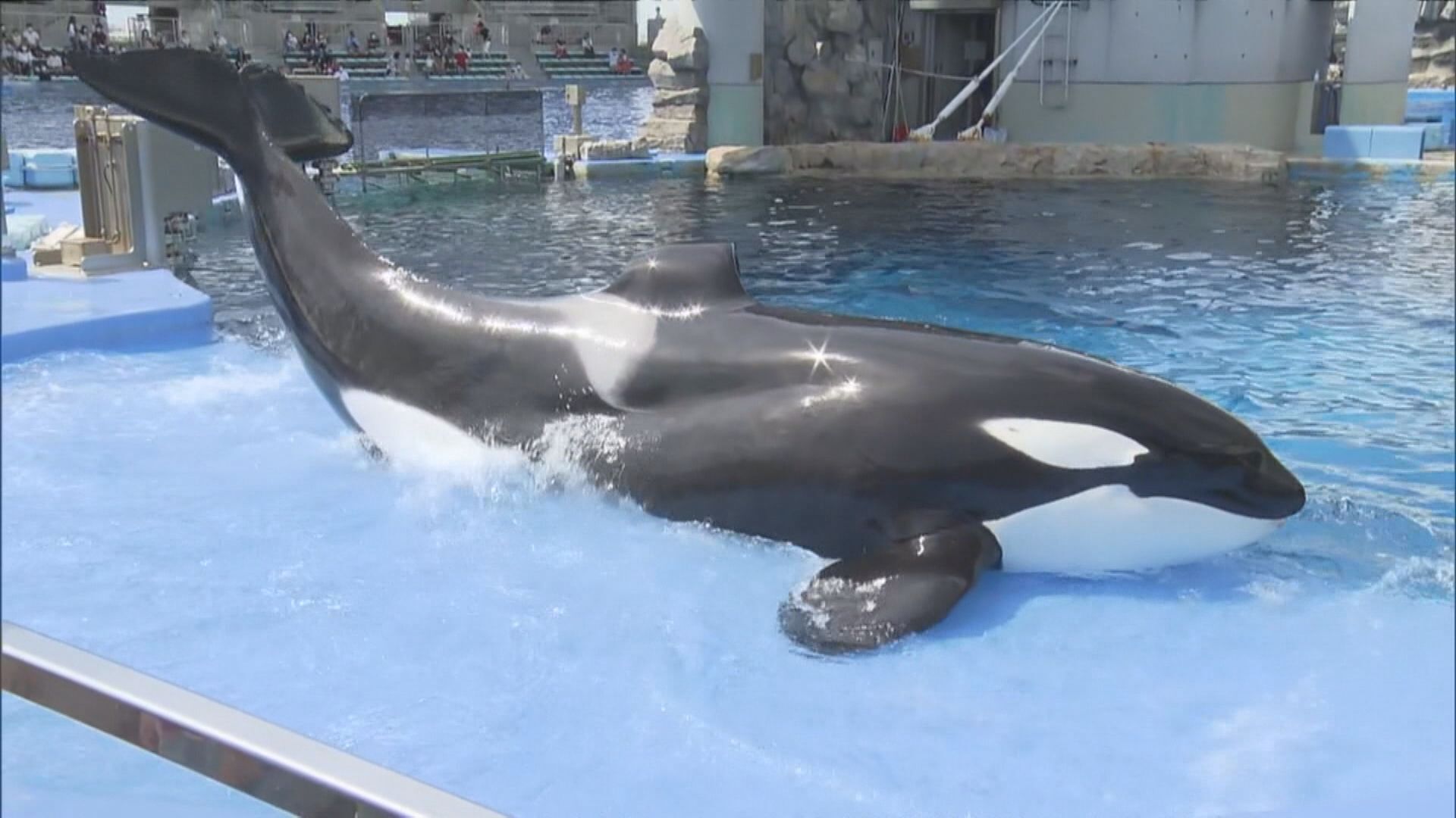 プールでは残されたリンが寂しそうに…名古屋港水族館のシャチ